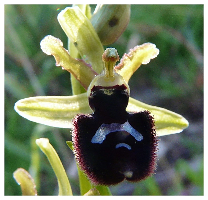 Ophrys bertoloniiformis x O. tenthredinifera
